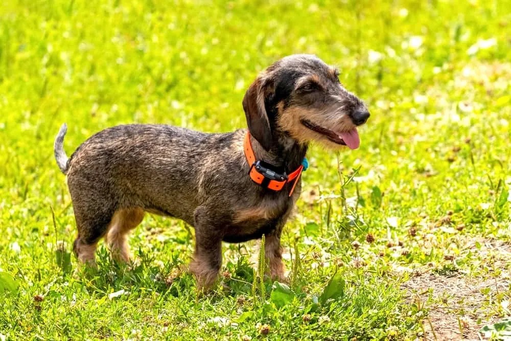 All about Using Training Dog Collar on Small Dogs The Upper Pawside