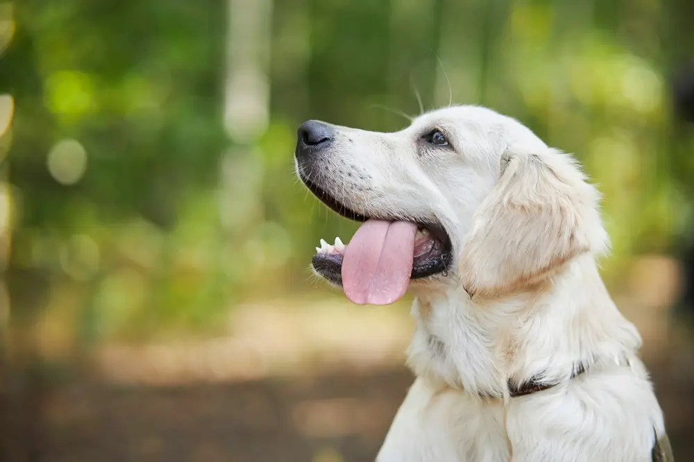 Top 9+ Best Golden Retriever Breeders in California (2024)