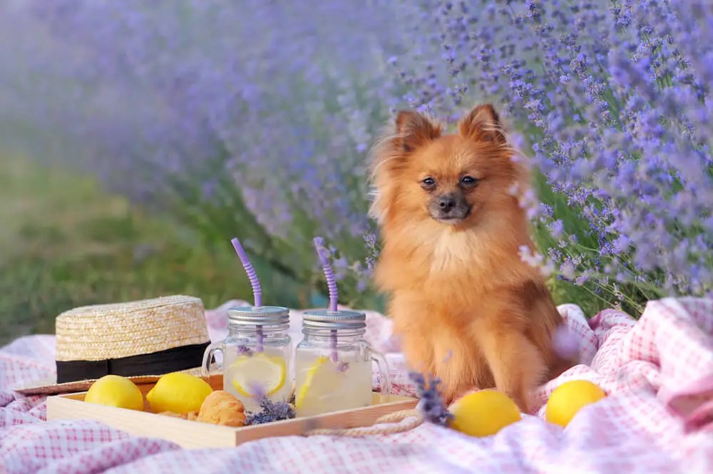 Can Dogs Eat Lemons? The Upper Pawside
