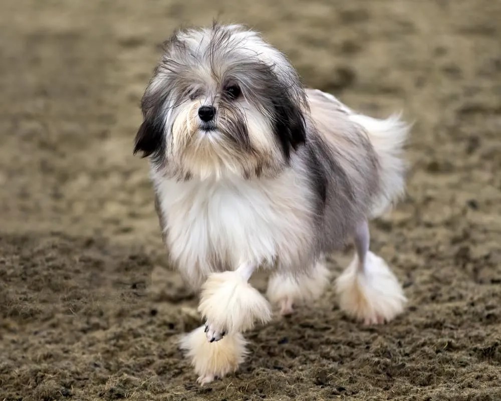 Which Are The Top Exotic Dog Breeds?