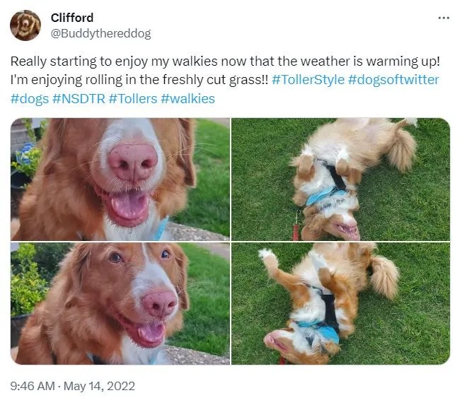 Why Do Dogs Like To Roll In The Grass? 5 Simple Explanations!