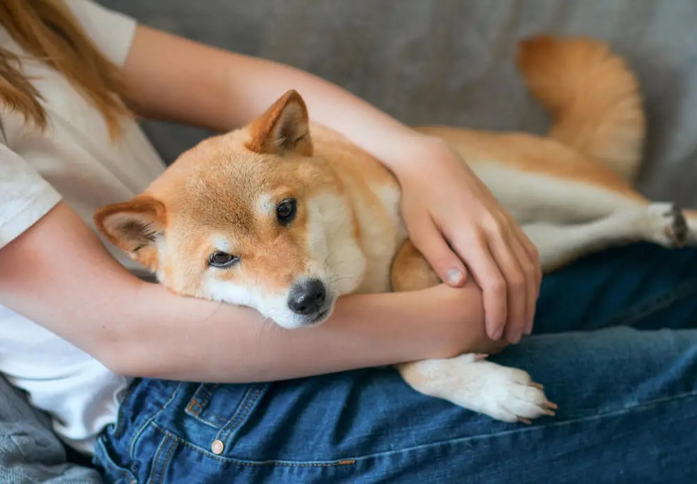 Why Do Dogs Lay In The Sun?