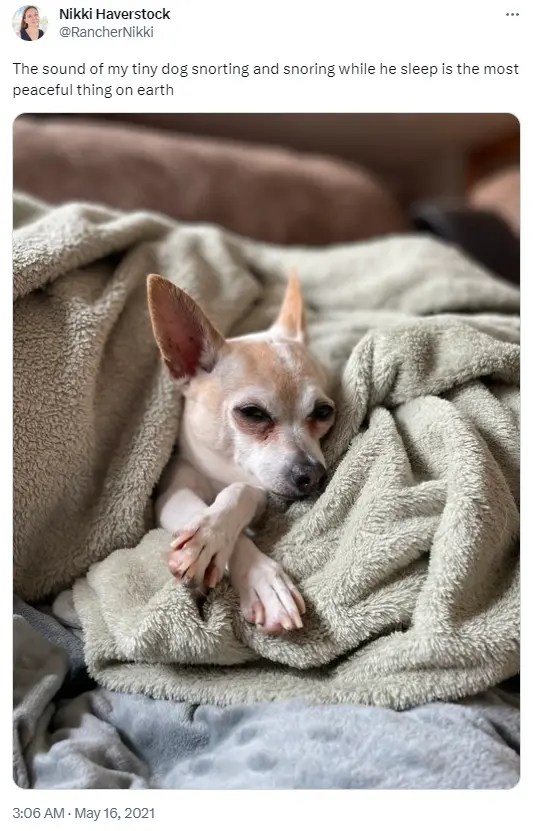 Dog Snorting Causes and Treatment