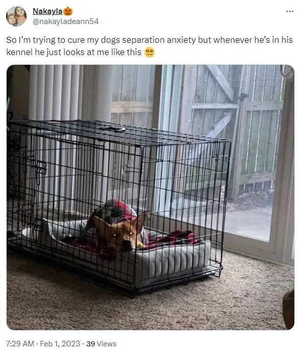 How to Control Bad Dog Behavior The Upper Pawside Dog Blog