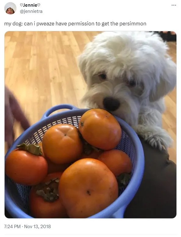 Can Dogs Eat Persimmons? Risks and Benefits Explained