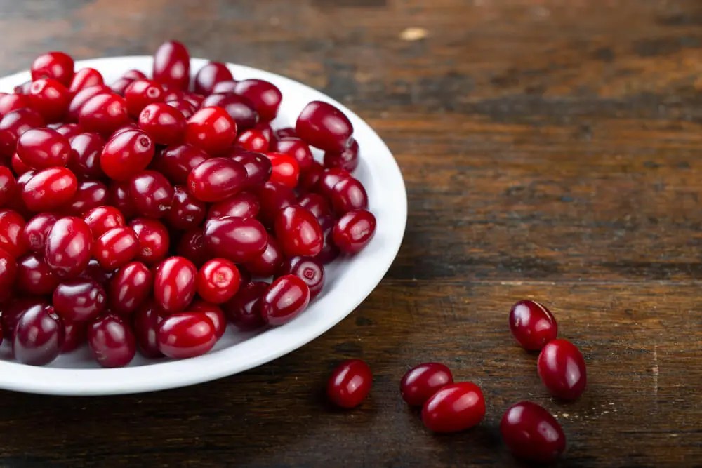 Can Dogs Eat Cranberries?