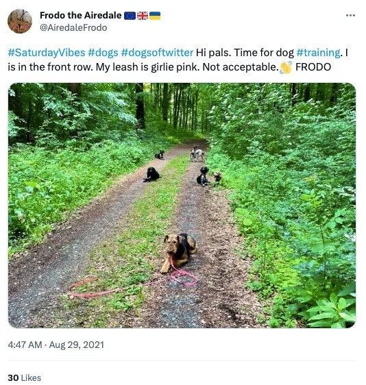 Top Dog Training Equipment Items for 2024