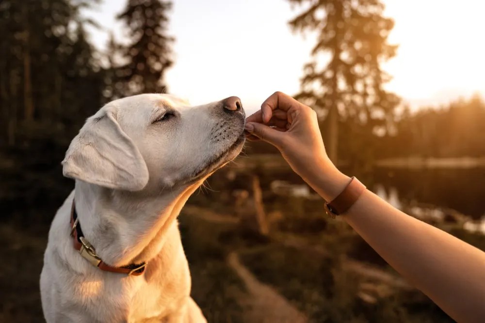 Can Dogs Eat Dates Everything You Need To Know