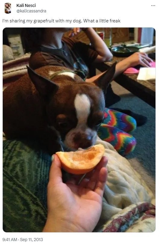 Can Dogs Eat Grapefruit? The Upper Pawside Dog Blog