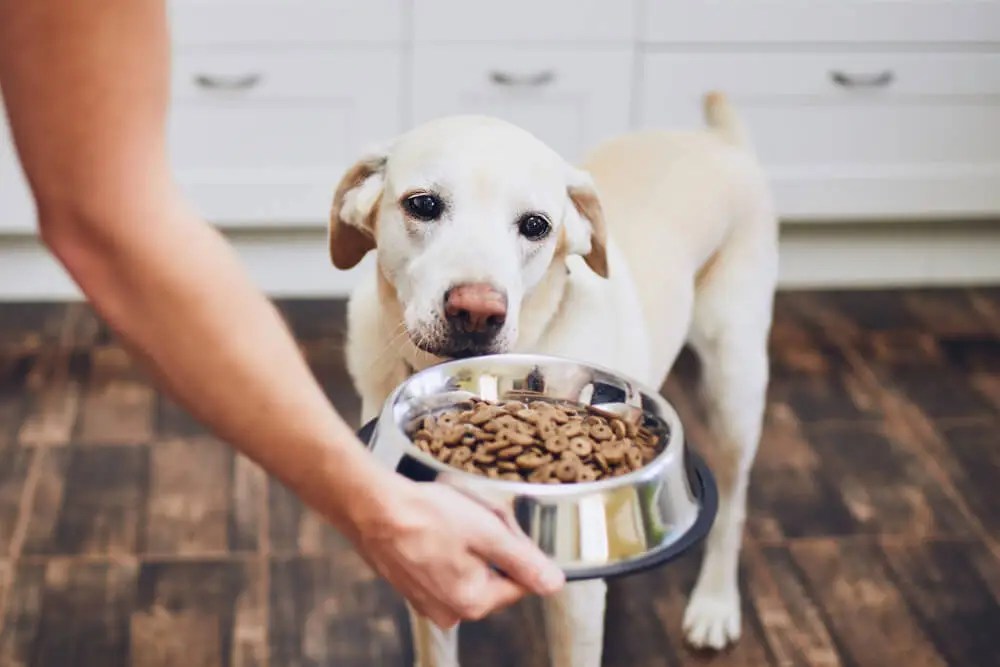 Top 10+ Best HighFiber Dog Foods (in 2024 The Upper Pawside)