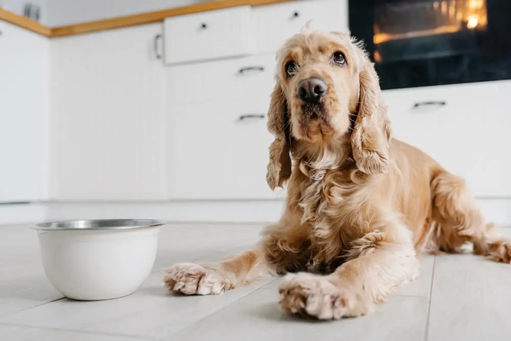 How To Boil Chicken For Dogs?
