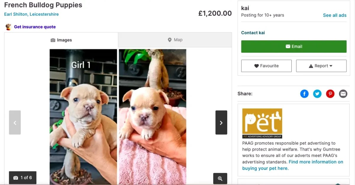 Where Can I Sell My Dog Explore Safe and Responsible Options