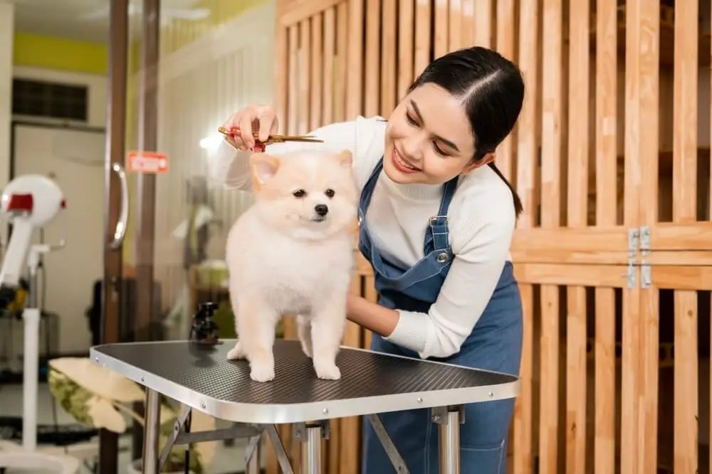 Top 9 Dog Groomers in Alberta