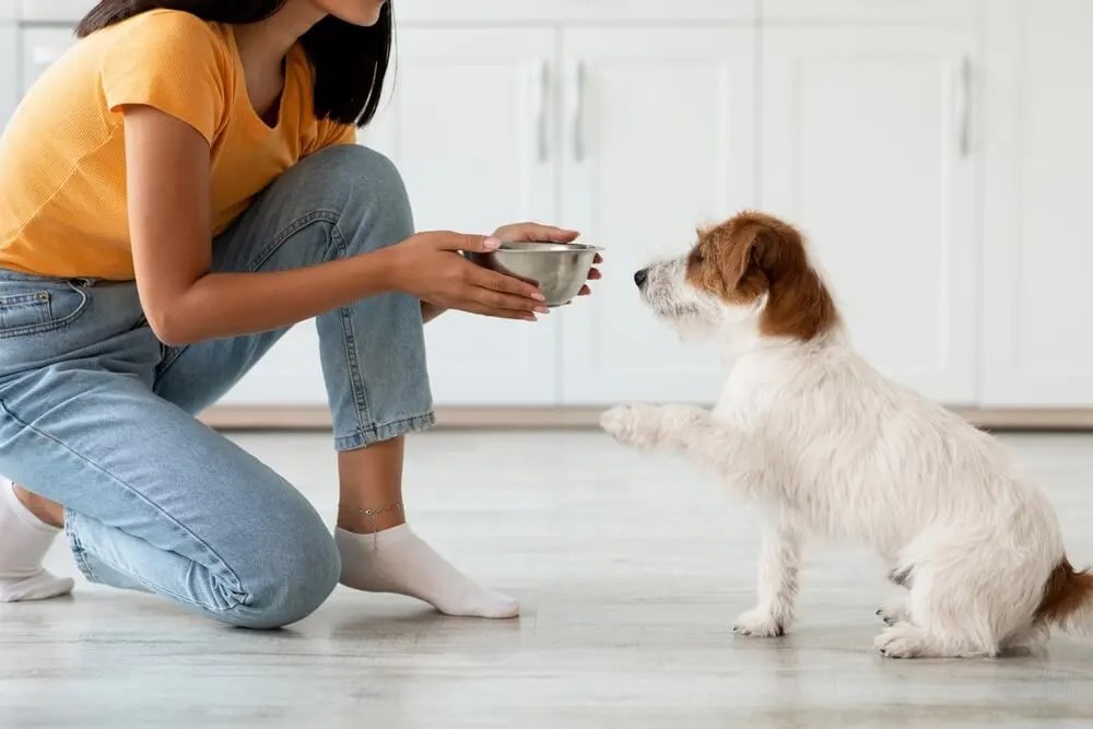 How to Get Your Dog to Eat Food?