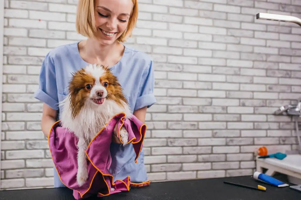 Top 10 Dog Groomers in California