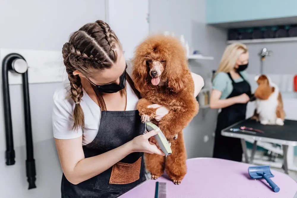 Top 10 Dog Groomers in Texas