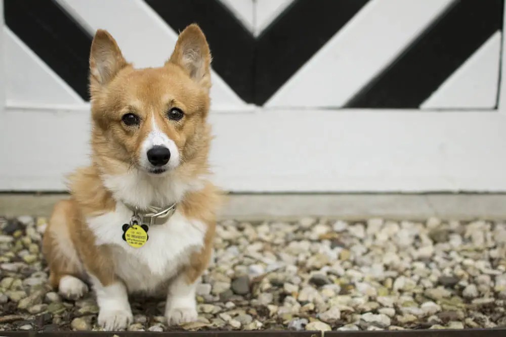 How To Name Your Dog?