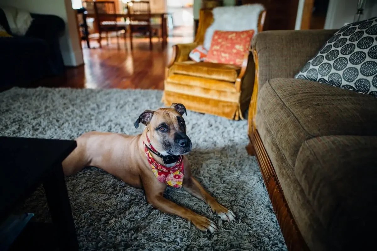 How to Clean Dog Diarrhea from the Carpet?