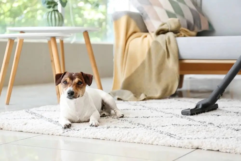 How to Clean Dog Diarrhea from the Carpet?