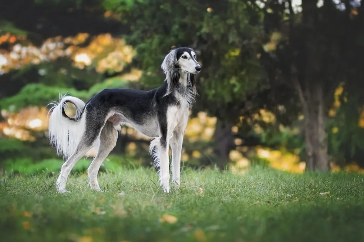 Are Greyhounds Lazy Dogs?