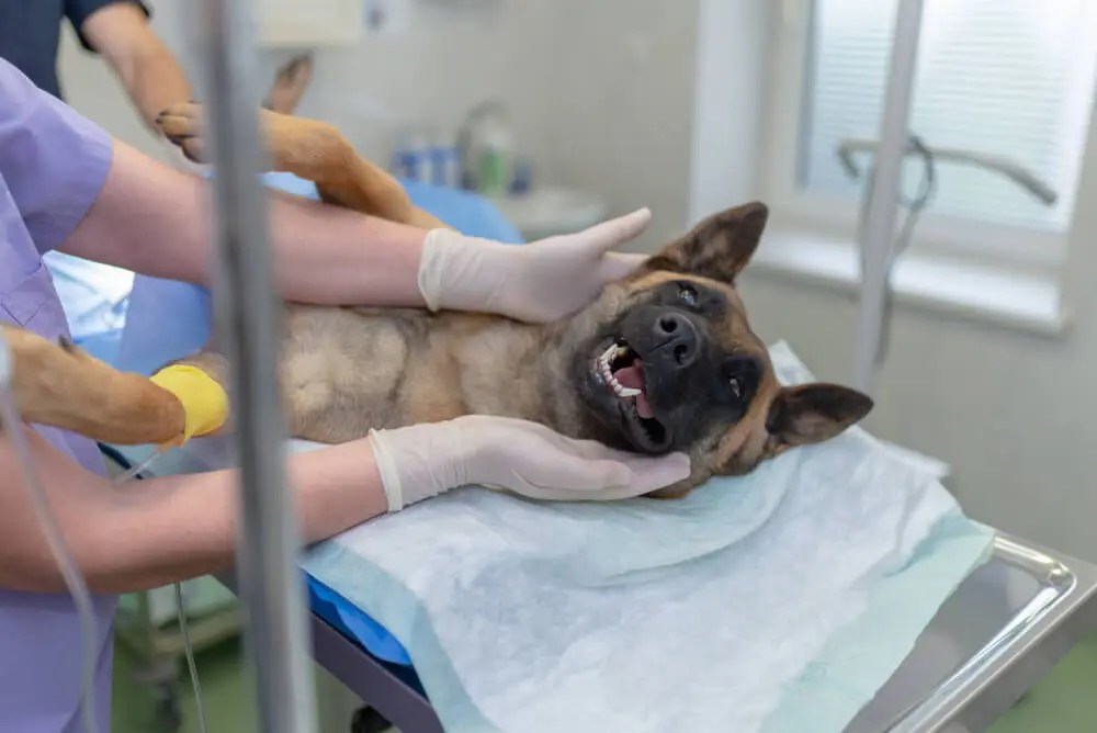 How Much Does It Cost To Spay A Dog?