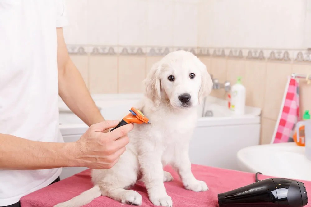 The Definitive Dog Grooming Equipment List