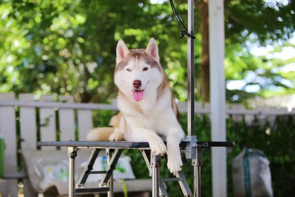 The Definitive Dog Grooming Equipment List