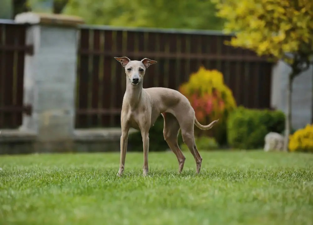 How Much Exercise Do Greyhounds Need? The Surprising Truth!