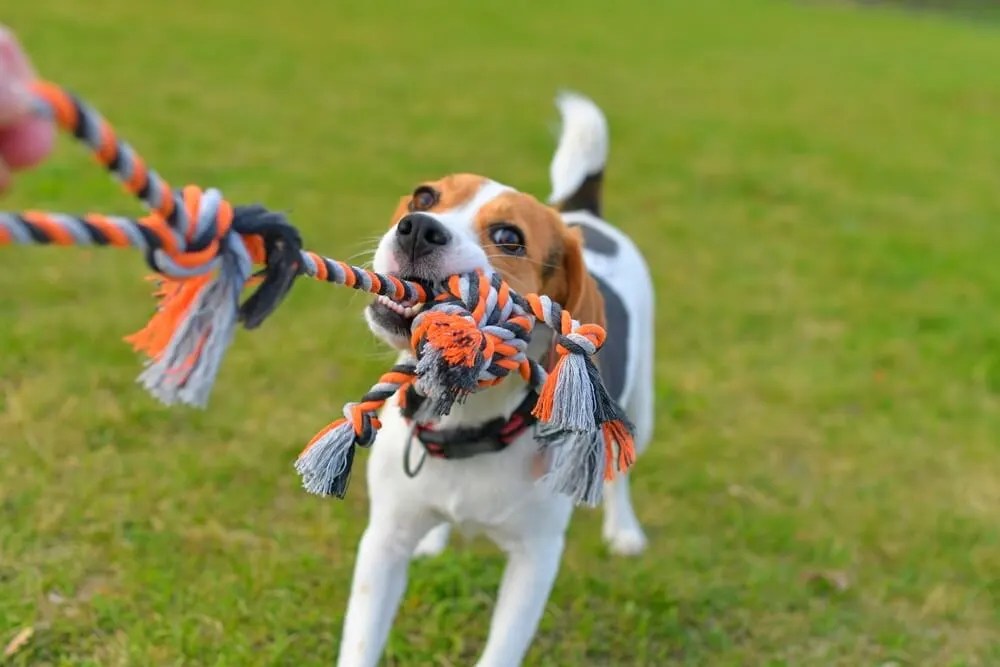 Fun Outdoor Games for Dogs to Keep Them Fit and Engaged
