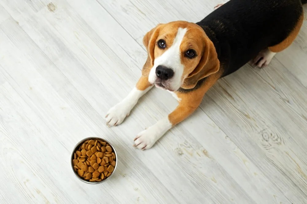 Which Are The Worst Dog Food Brands to Avoid?