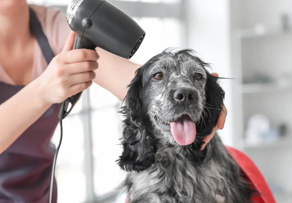 The Definitive Dog Grooming Equipment List