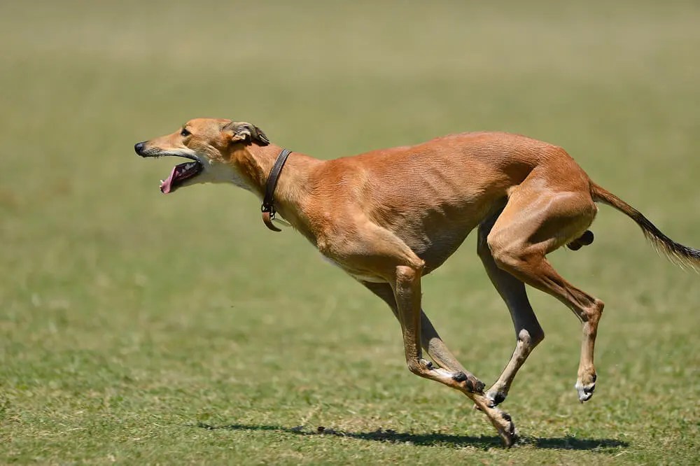 How Much Exercise Do Greyhounds Need? The Surprising Truth!