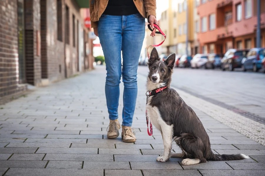 A Simple Guide to Walking Your Dog
