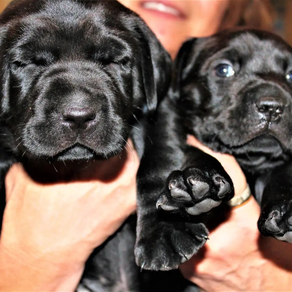 5+ Best Labrador Breeders in Minnesota (MN) 2024
