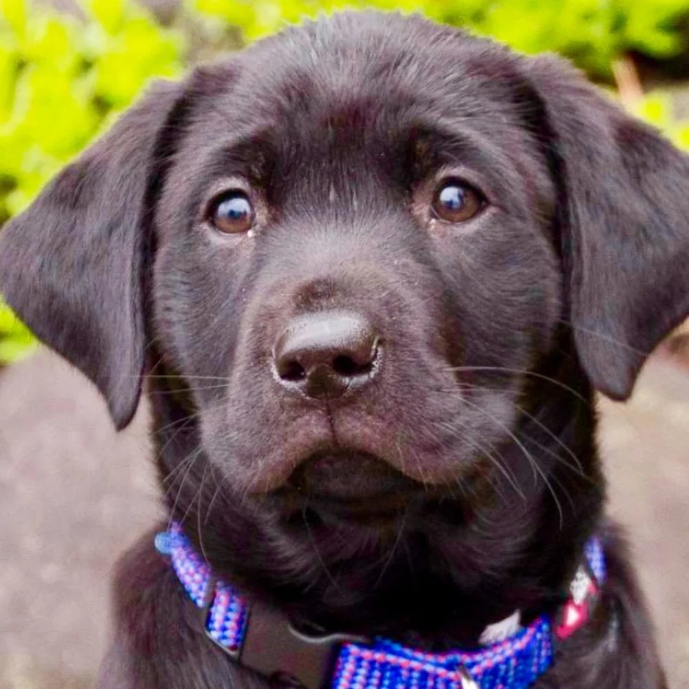 5+ Best Labrador Breeders in Minnesota (MN) 2024