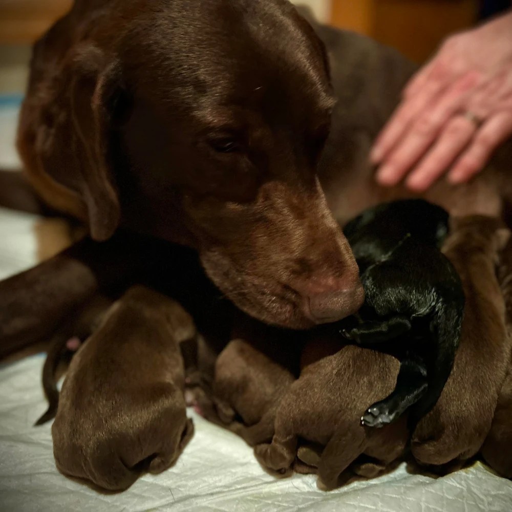 5+ Best Labrador Breeders in Minnesota (MN) 2024