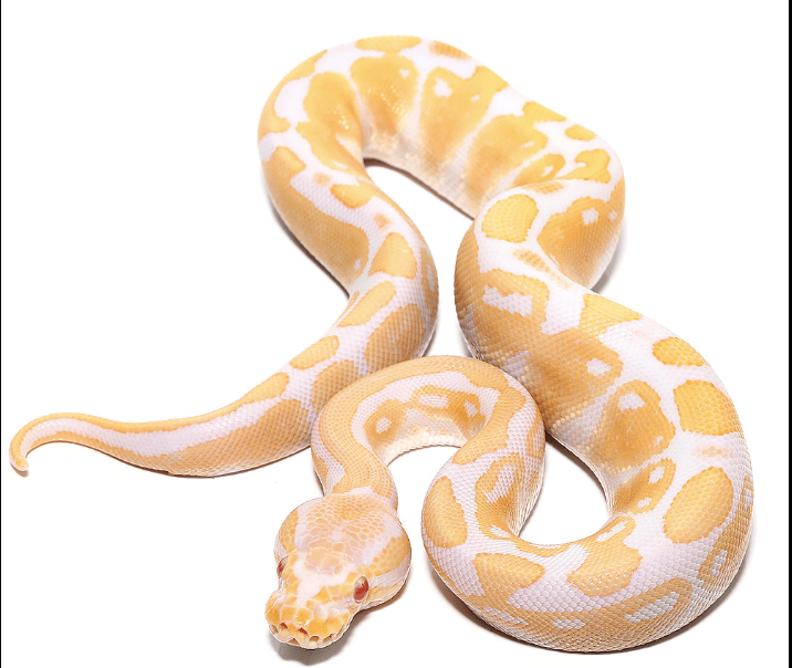 Albino Ball Python For Sale Upriva Reptiles