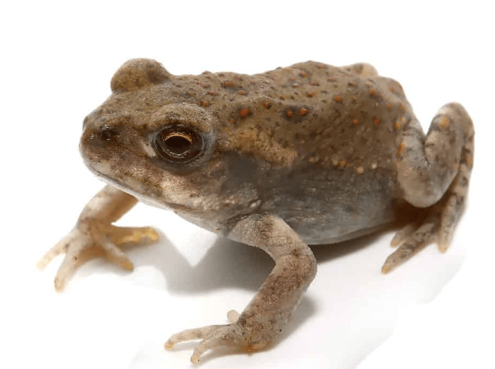 Colorado River Toad For Sale Upriva Reptiles