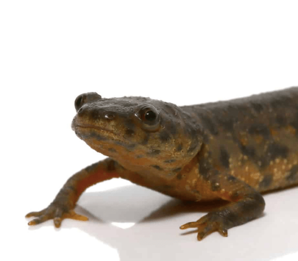 Spanish Ribbed Newt For Sale Upriva Reptiles