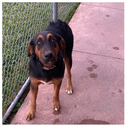 LewisUpshur Animal Control Facility Please Adopt Me