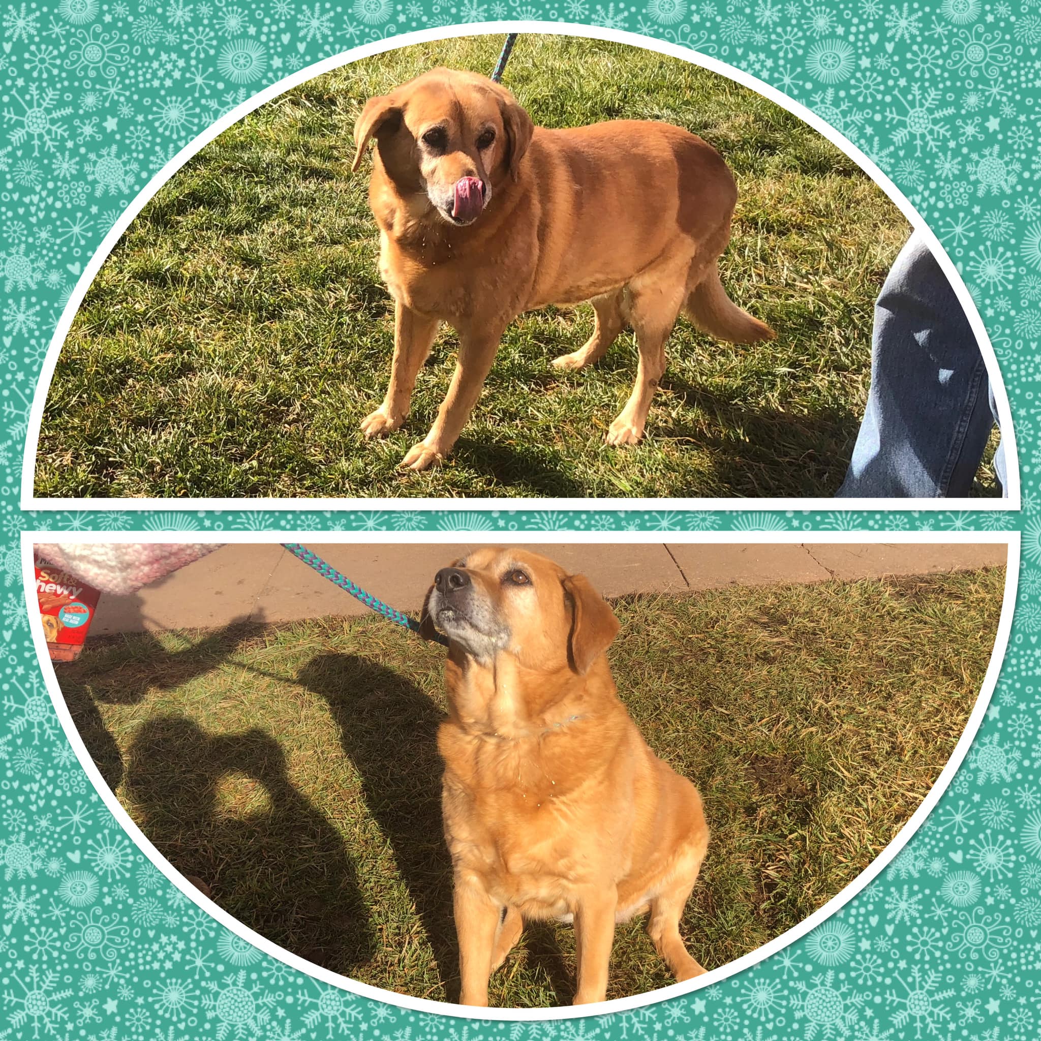 Animal Control Oakham Ma at Kelley Ayers blog