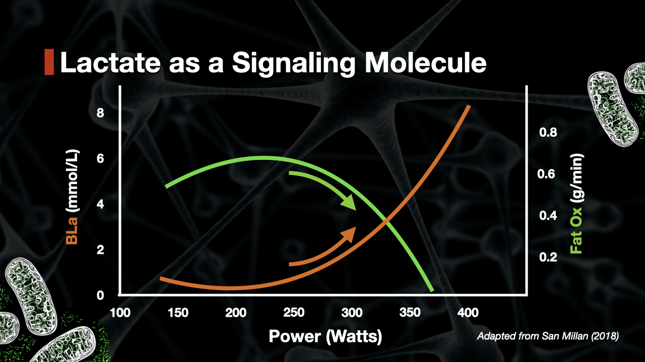 High Lactate Levels During Exercise What Causes Them?