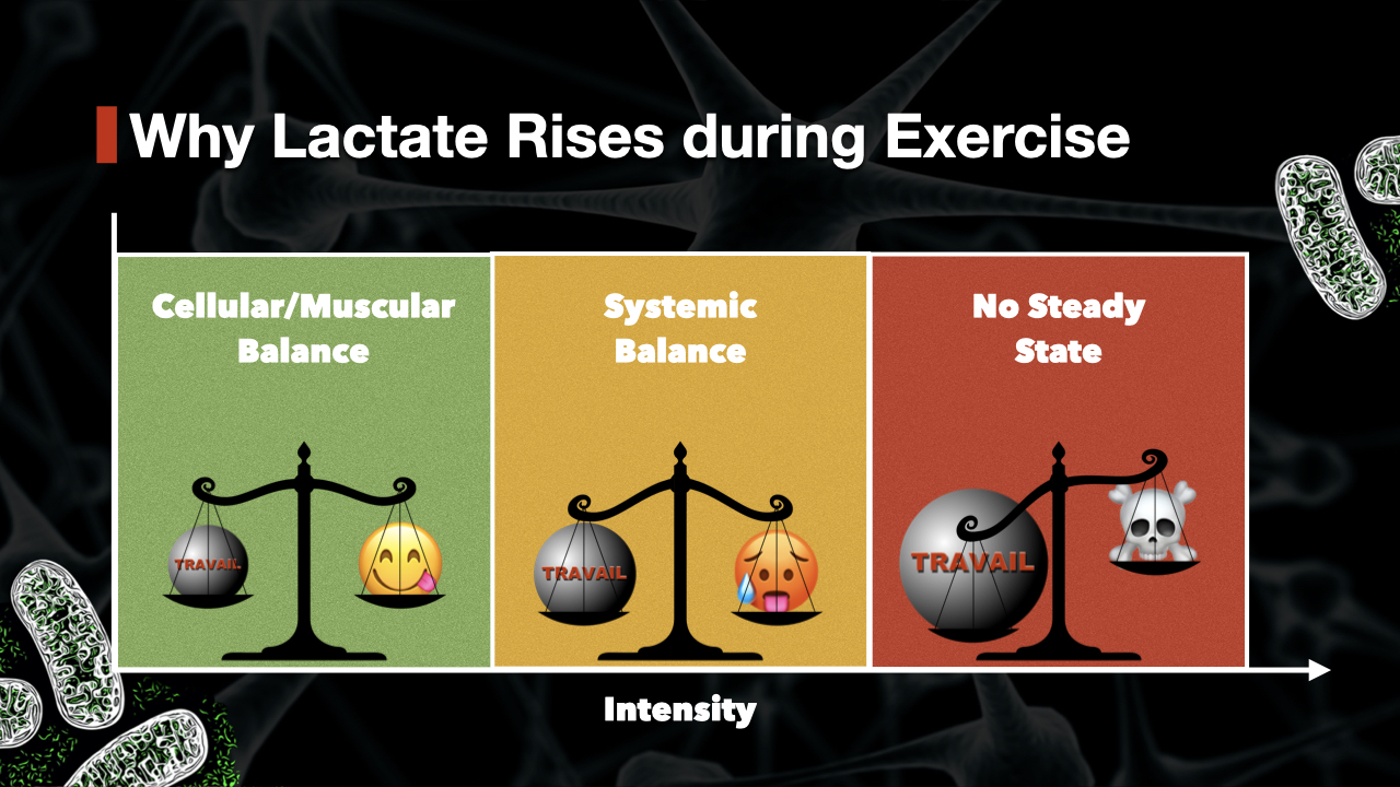 High Lactate Levels During Exercise What Causes Them?
