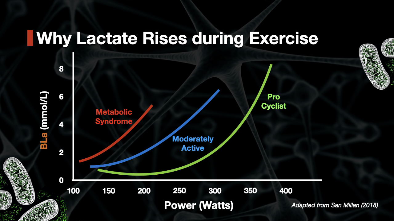 High Lactate Levels During Exercise What Causes Them?