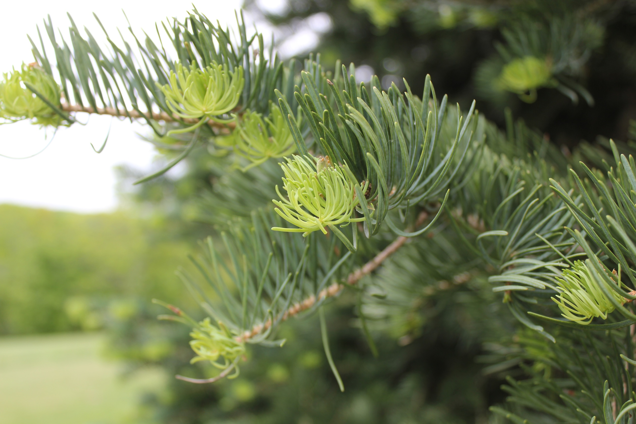 Wild Edibles Spruce Tips UPSTATE DISPATCH