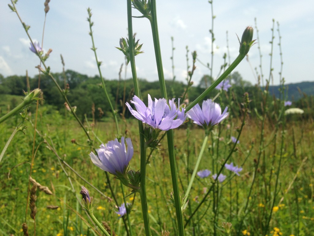 Wild Flowers of the Catskills UPSTATE DISPATCH