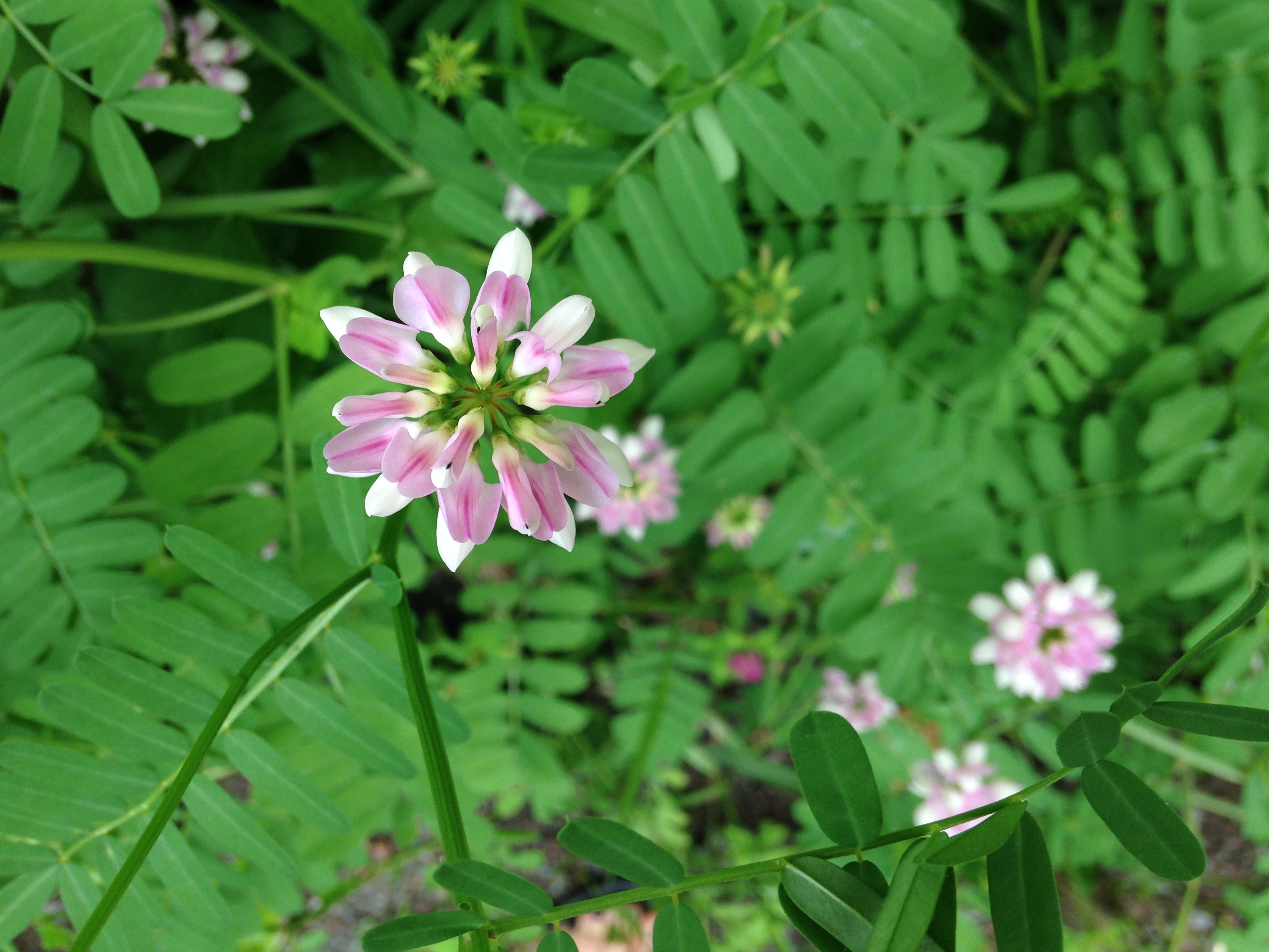 Wild Flowers of the Catskills UPSTATE DISPATCH