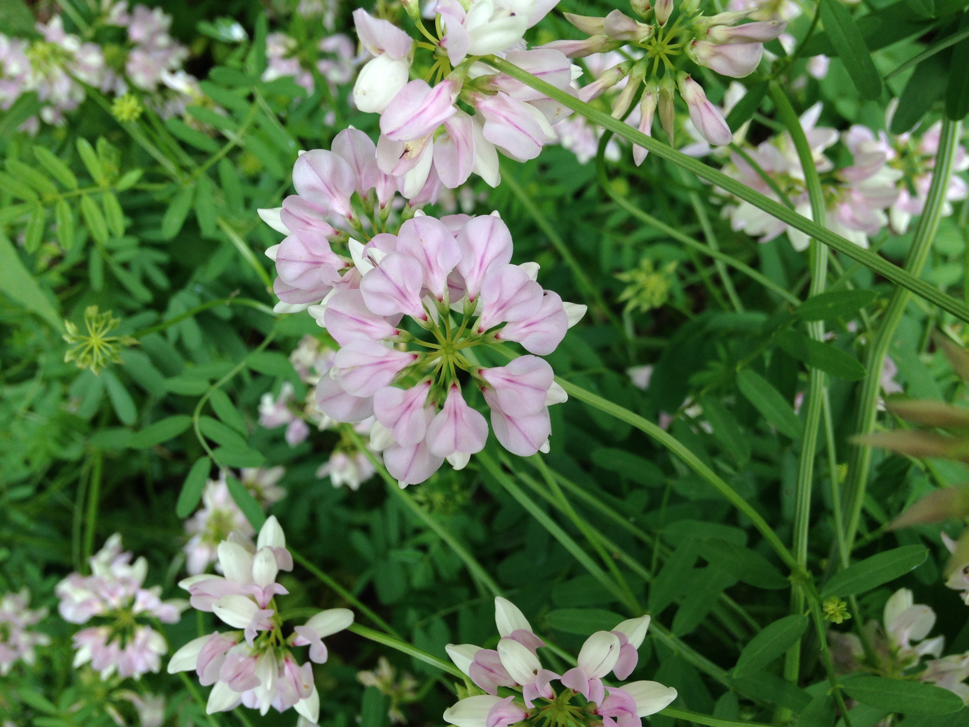 Wild Flowers of the Catskills UPSTATE DISPATCH