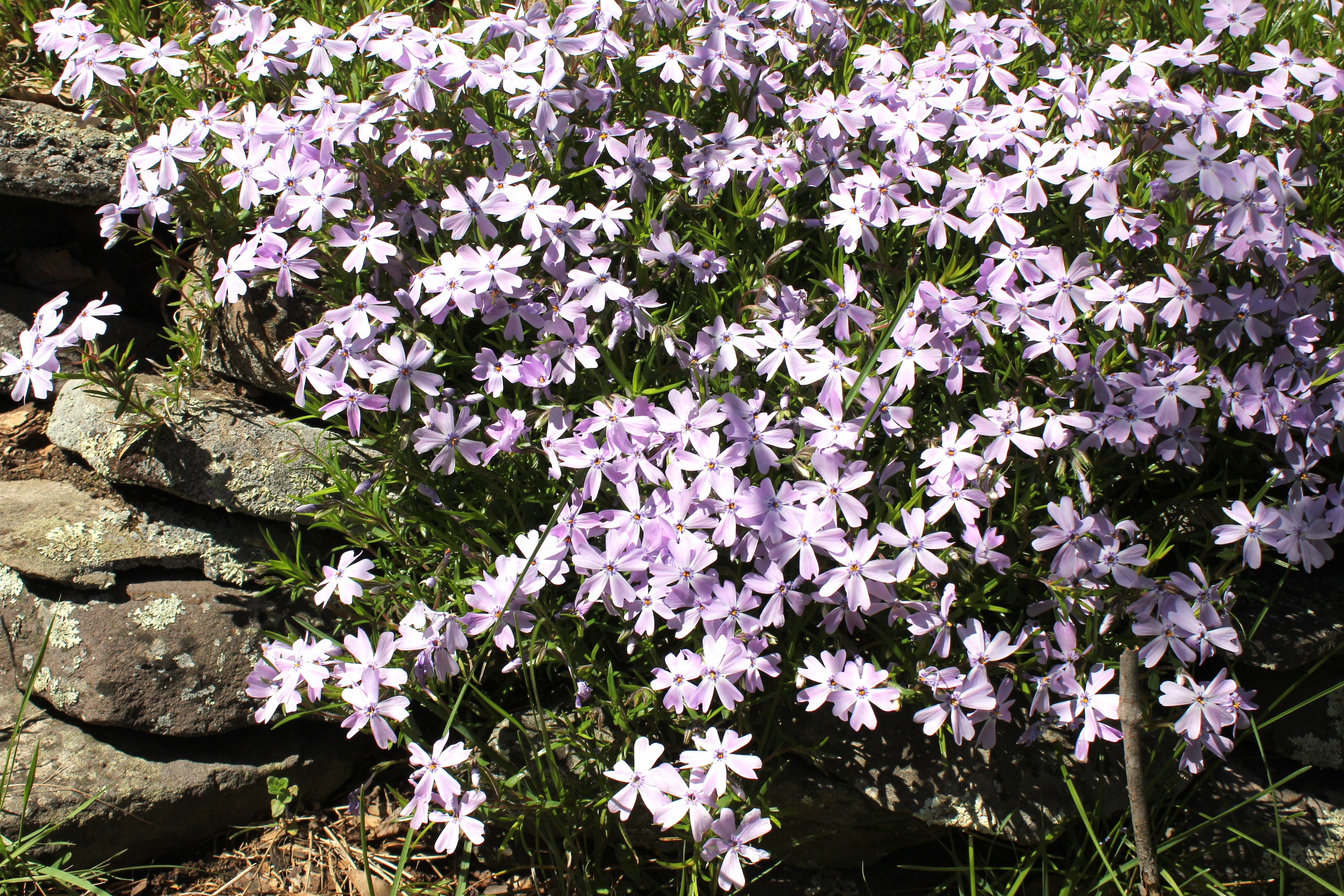 Wildflowers of the Catskills UPSTATE DISPATCH