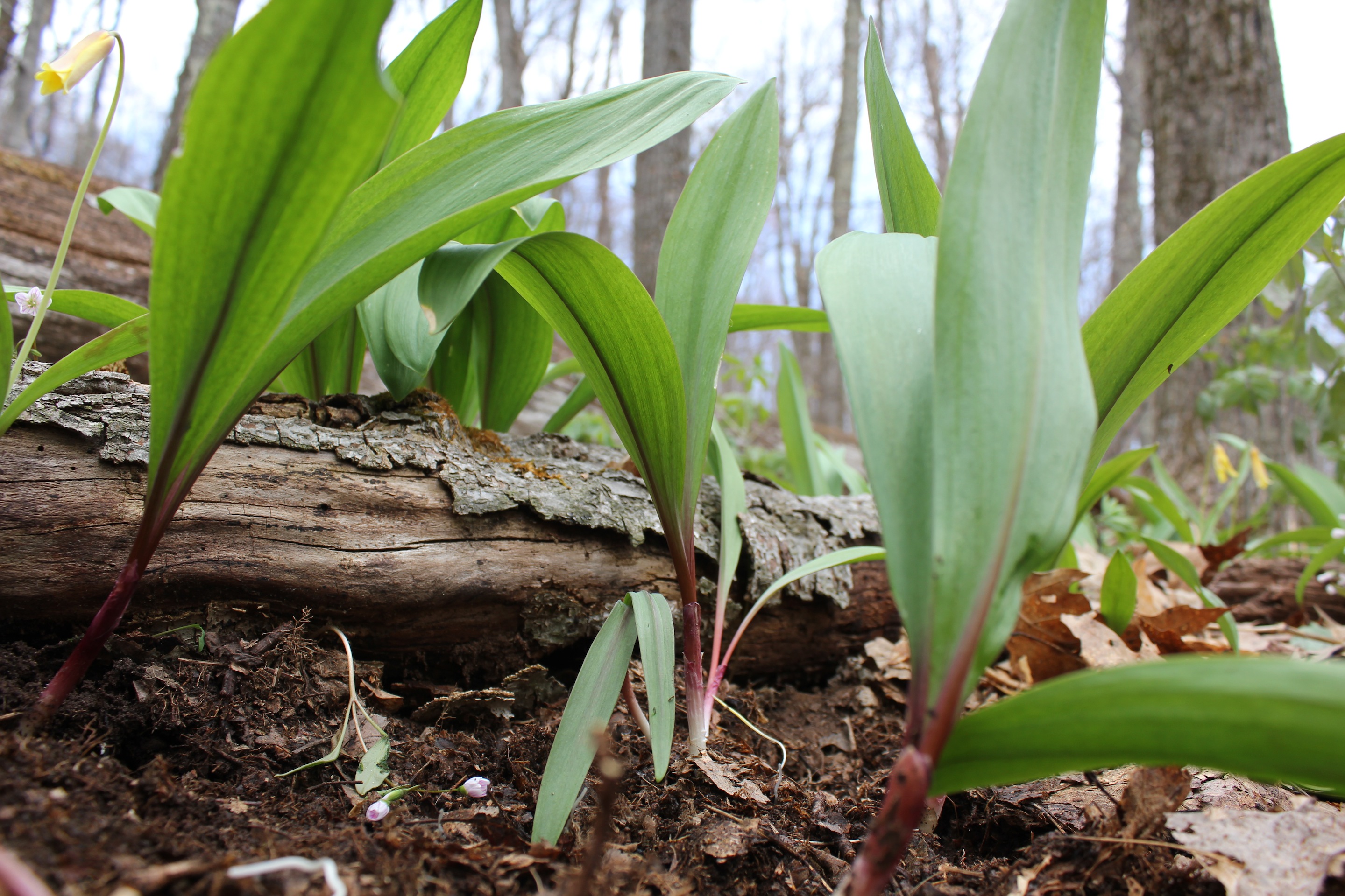 Wild leeks & Scrambled Eggs UPSTATE DISPATCH